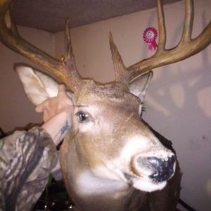 Deer head
